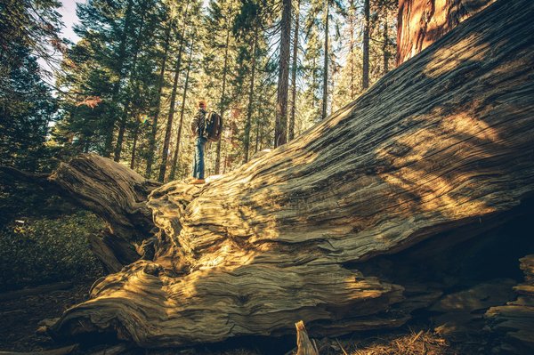 Comment planifier une visite des parcs nationaux de l'Alberta, Canada?