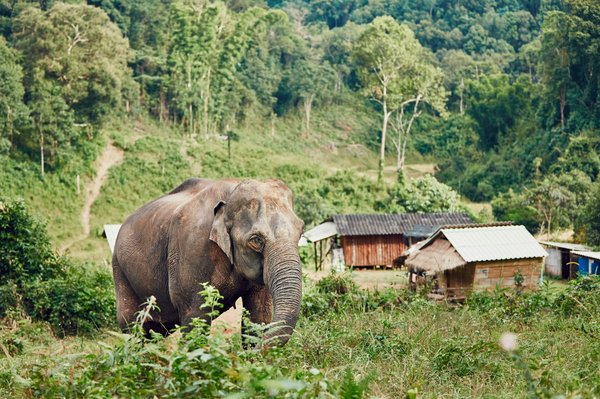 Quels sont les meilleurs endroits pour observer les éléphants en Thaïlande : parcs et réserves ?